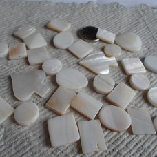 Shell ~ Assorted Ivory shapes and Sizes